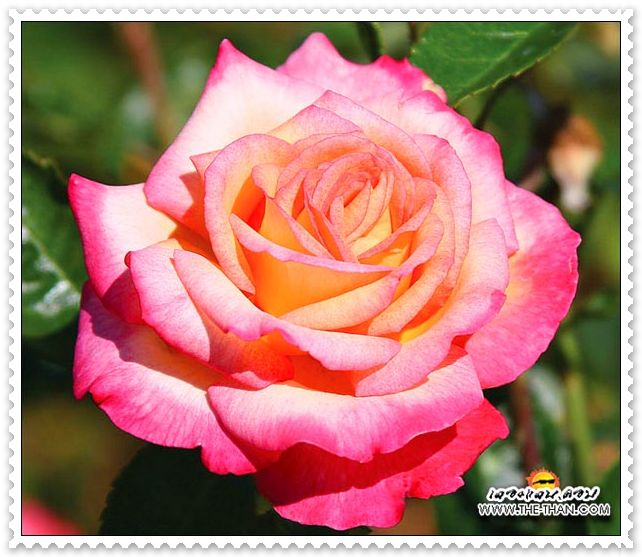 hybrid tea4